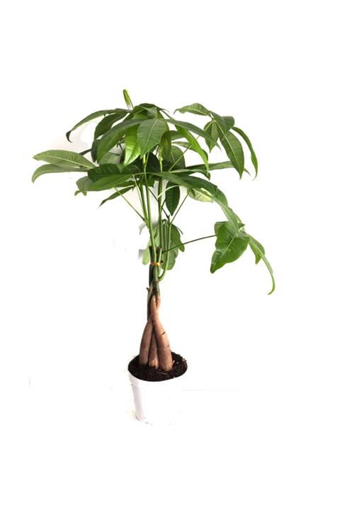 cicekgonder Pachira Para Ağacı 50 Cm