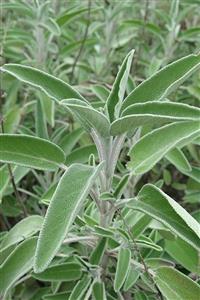 Karaca Tıbbi Bitkiler Tıbbi Adaçayı (slavia Officinalis L.)