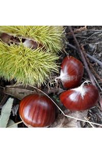 YAYLA TARIM 2 Adet Kestane Fidanı ( Kemer ) Tüplü Aşılı 2 Yaşında 12 Ay Dikim.....