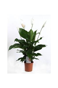 GreenFlowers Barış Çiçeği Spathiphyllum Sokak Lambası Çiçeği Ev Bitkisi Ofis Bitkisi Salon Bitkisi