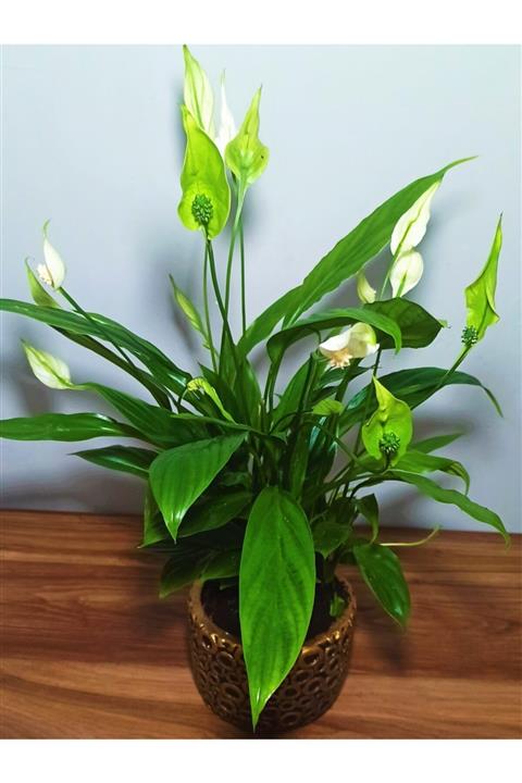 ÇİÇEKLERİN DANSI Barış Çiçeği Beton Saksı