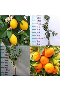 FİDAN SEPETİM Yediveren Limon Ve Satsuma Mandalina Fidanı Paketi