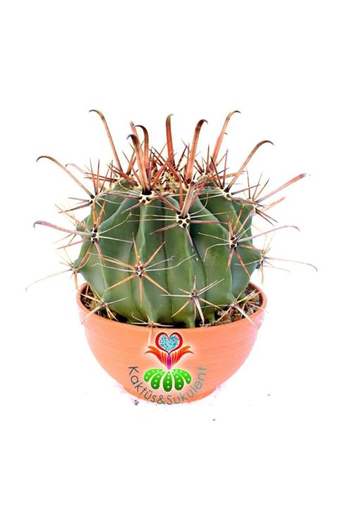 Kaktüs & Sukulent Ferocactus Rectispinus-uzun Sıradışı Dikenli Dev Kaktüs-20 cm Büyüklükte