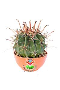 Kaktüs & Sukulent Ferocactus Rectispinus-uzun Sıradışı Dikenli Dev Kaktüs-20 cm Büyüklükte