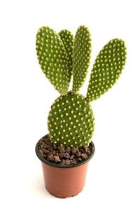 ünal kaktüs Opuntia Microdasys 8.5cm (kaktüs)