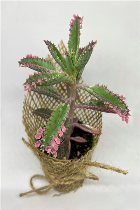 Pembe Çiçek Evi Pembe Aşkın Gözyaşları Kalanchoe Pink Butterflies