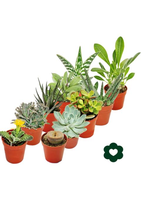 LEVANT Özel Kaktüs Sukulent Seti 10 Adet Karışık Farklı Çeşit Yüksek Kalite
