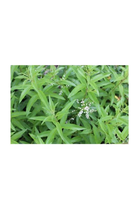 1001fidan Aloysia Citriodora Lippia Çalı Melisa Limon Melisa Fidesi 40-60 cm