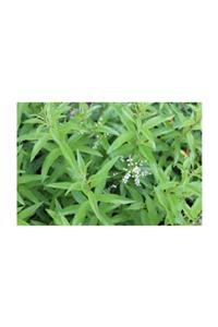 1001fidan Aloysia Citriodora Lippia Çalı Melisa Limon Melisa Fidesi 40-60 cm