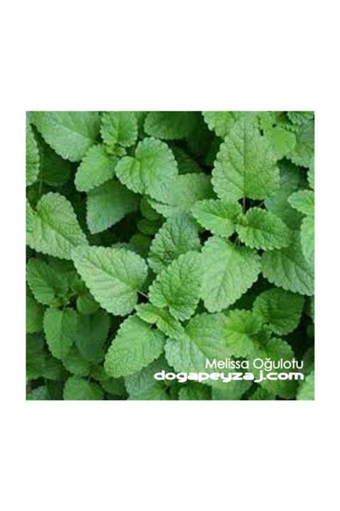 1001fidan Melissa Officinalis Tıbbi Melisa Oğulotu Oğul Otu Fidesi