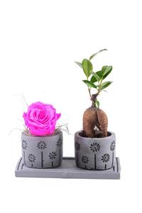 ciceksanat Pure Love Bonsai Ve Solmayan Gül Fuşya