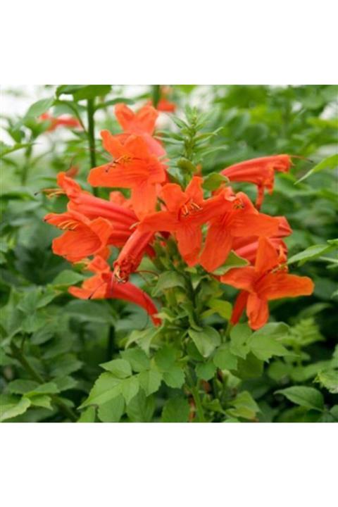 fidanistanbul Tecomaria Capensis Orange Turuncu Tekomarya Çiçeği, 60-80 Cm, Saksıda