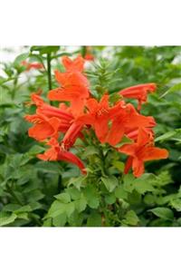 fidanistanbul Tecomaria Capensis Orange Turuncu Tekomarya Çiçeği, 60-80 Cm, Saksıda