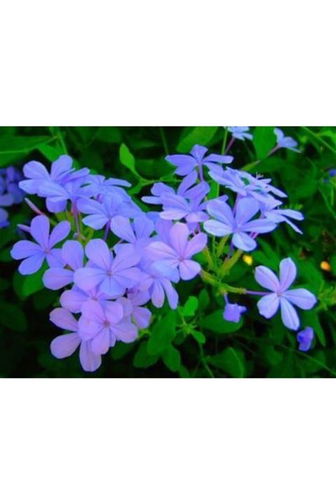 çiçek dünyası Mor Yasemin Fidanı