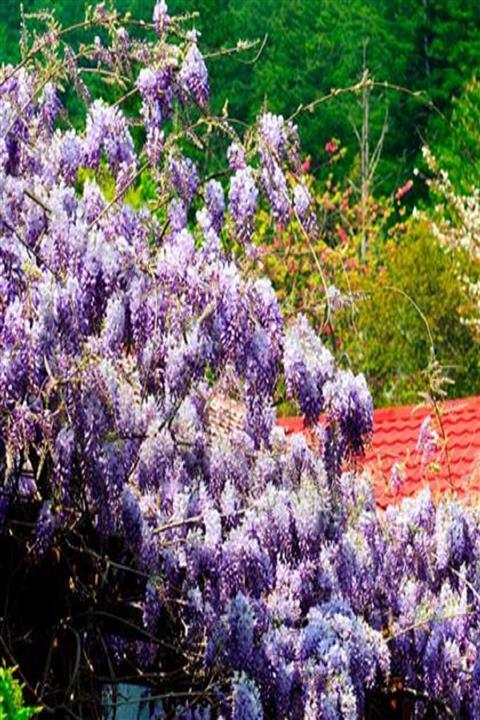 ALİBOTANİK Mor Salkım Fidanı 70 Cm Çok Kokuludur Wisteria
