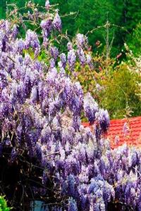 ALİBOTANİK Mor Salkım Fidanı 70 Cm Çok Kokuludur Wisteria