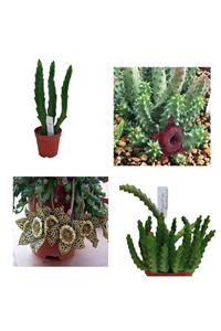 Deneme Zamanı Leş Kaktüsü Hüernia Sc Hneideriana +stapelia-variegata Hüernia Boleana Huernia Boleona