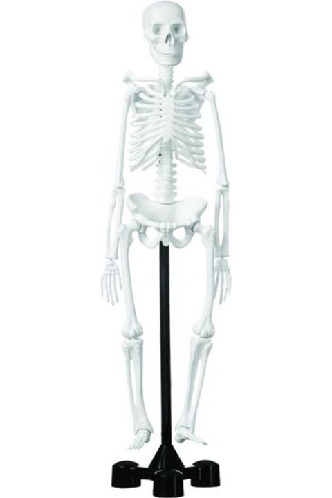 niloyuncak Iskelet Modeli 46 Cm