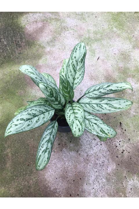 AnkaraSera Aglaonema Silver Queen Çin Herdemyeşili 30 - 40 Cm Büyüklükte Tropik Bitki