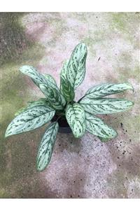 AnkaraSera Aglaonema Silver Queen Çin Herdemyeşili 30 - 40 Cm Büyüklükte Tropik Bitki