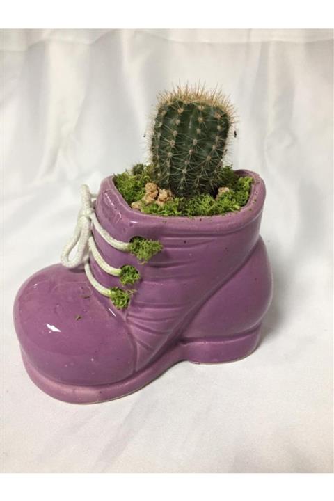 hobs Ayakkabı Saksıda Sukulent Ve Kaktüs Yapım Seti