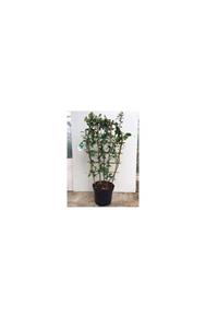 fidanistanbul Rhyncospermum Jasminoides Star Arap Yasemini Fidanı, Pergola, Saksıda