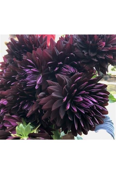 HAN BOTANİK 2 Adet Yıldız Çiçeği Soğanı Mürdüm Dahlıa Yumrusu