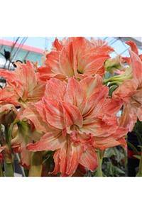 1001fidan Hippeastrum Lady Jane Amaryllis Amarillis Soğanı 0-40cm