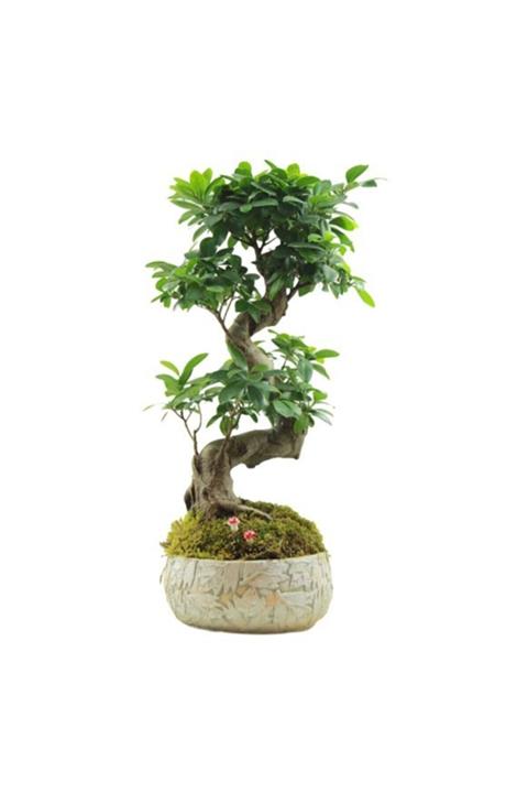 Çiçek Yolla Dekoratif Saksıda Ginseng Bonsai