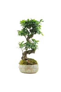 Çiçek Yolla Dekoratif Saksıda Ginseng Bonsai