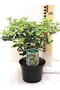 fidanistanbul Kokulu Alacalı Çay Zeytini Osmanthus Heterophyllus Tricolour, 40 Cm, Ithal, Saksıda