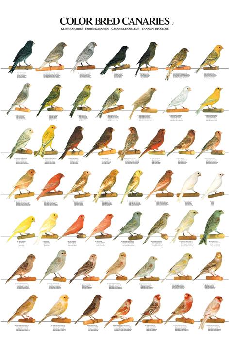 Petdoys Kanarya Renk Tür Posteri