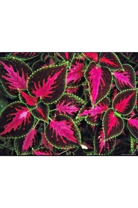 Çiçek sev Alacalı Yaprak Güzeli Çiçeği Saksılı