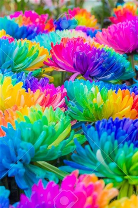 ÇİÇEKFLİX Renkli Himalaya Orkide Tohumu 10 Adet