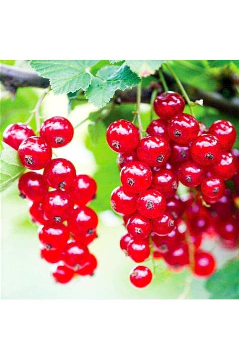 Floramut Tüplü Salkım Rovada Frenk Üzümü Fidanı