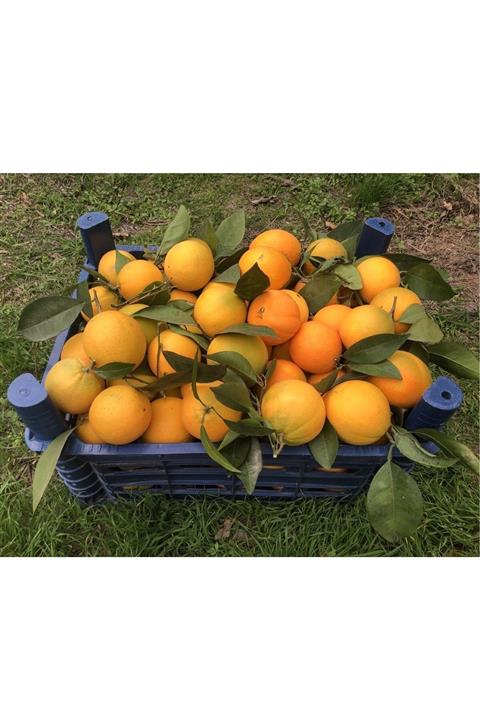Değirmendere Dalından Tazecik Organik Ilaçsız Portakal 5 Kg