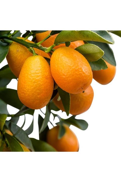 Ecemorganik Veli almaz Kamkat 1 Kg