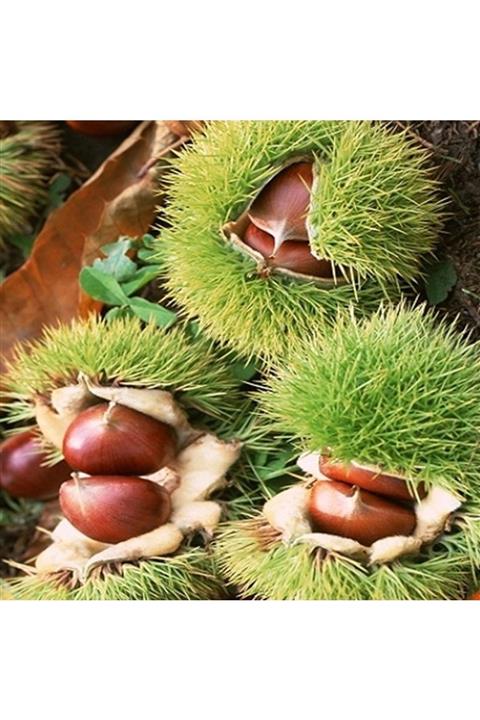 çilekdiyarii 1 Adet Tozlayıcı Kestane Fidanı Tüplüdür