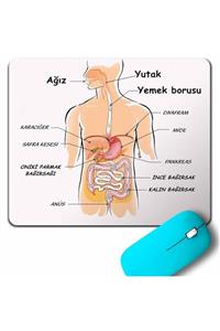 Kendim Seçtim Organlarımız Ağız Yutak Mide Akciğer Ders Ödev Mouse Pad