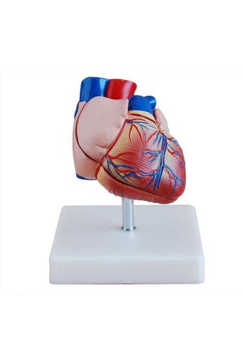 Medikal Market TR Kalp Maketi