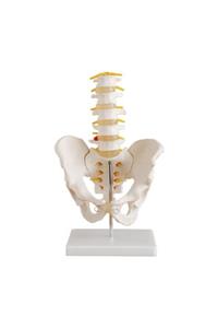 Medikal Market TR Omurga Ve Kalça Modeli (PELVİSLİ 5 Lİ LUMBAR VERTEBRA MODELİ)