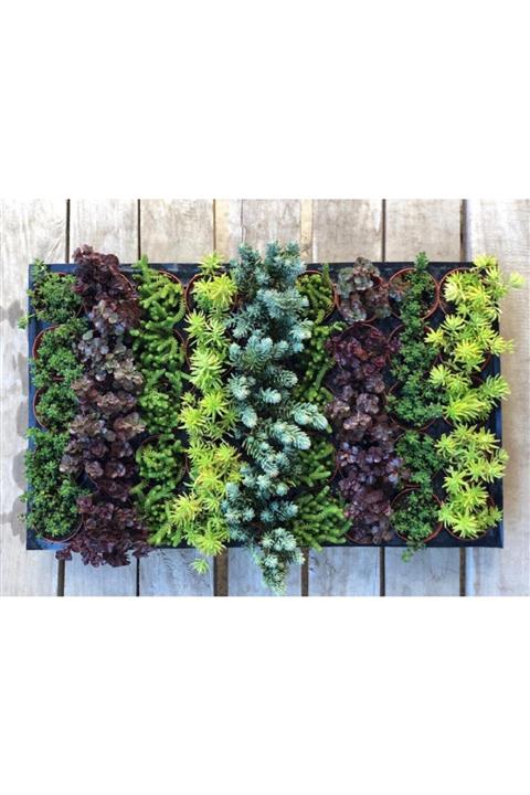 lalaahmetbotanik Karışık Sukulent Sedum 30 Adet