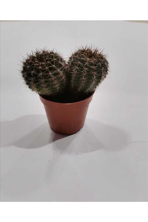 öykü avm Marginatacereus Radyosyon Emici Kaktüs