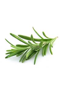 1001fidan Rosmarinus Officinalis Rosemary Biberiye Rozmeri Fidanı