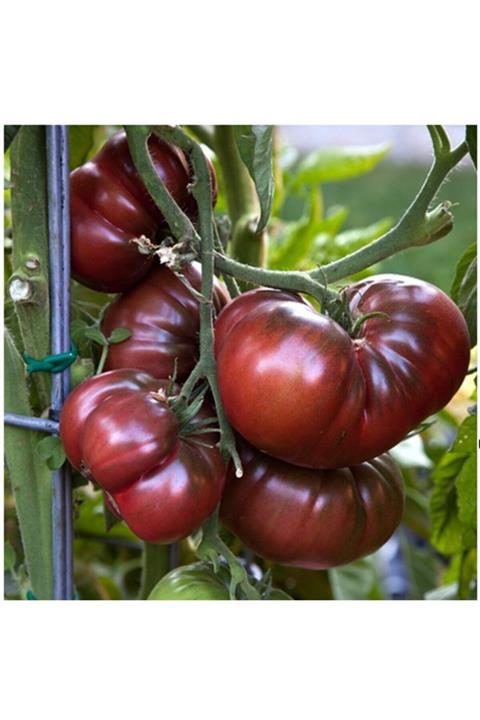 3M Siyah Kırım Domates Tohumu