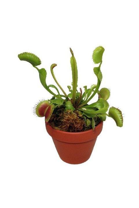 Tohum Dünyam Venus Fly Trap Tohumu 5 Adet Tohum Etçil Bitki Etobur Bitki Sinek Kapan