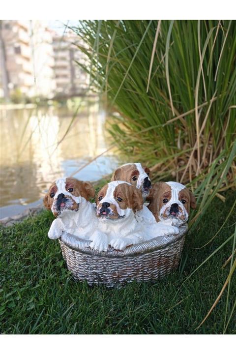 BilgeCe hoMe Buldog Köpek Yavruları