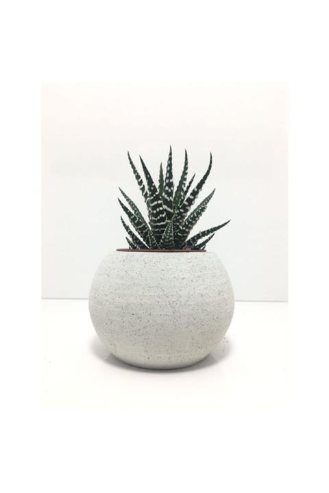 EHediyeci Oval Beton Saksı Ve Canlı Sukulent  Ye1604