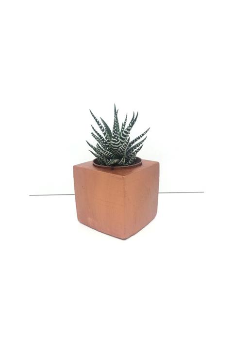 EHediyeci Küp Beton Saksı Ve Canlı Sukulent  Ye1601