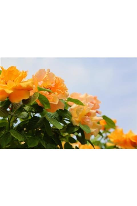 ruzgarbotanik Turuncu Çardak Sarmaşık Gülü 120 cm